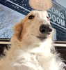 Borzoi